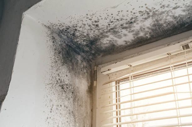 Affordable Mold Remediation solutions in Harrisburg, OR
